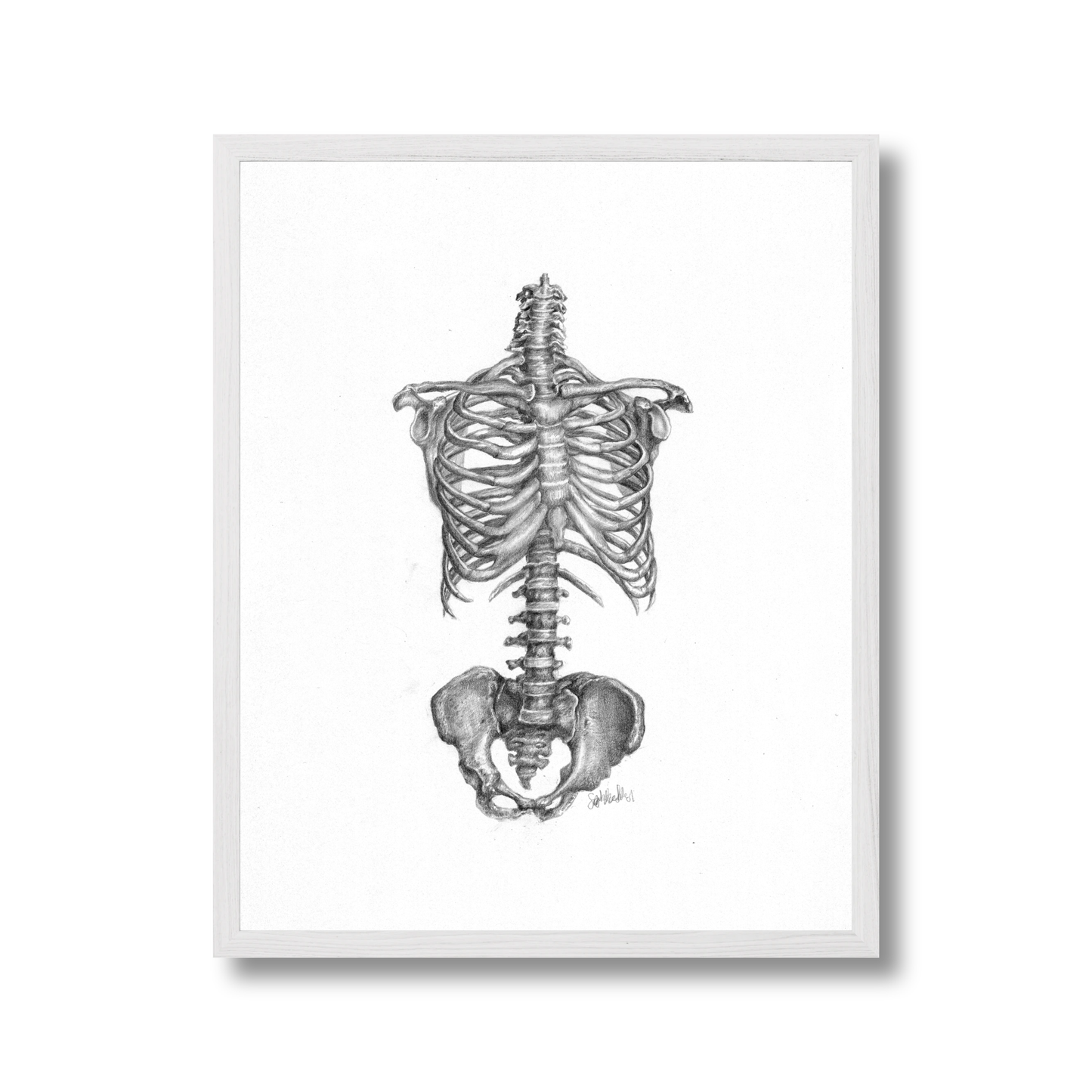 Ribcage