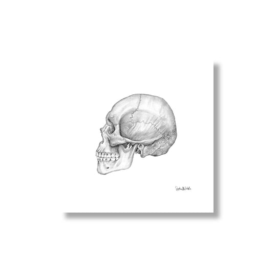 Cranium